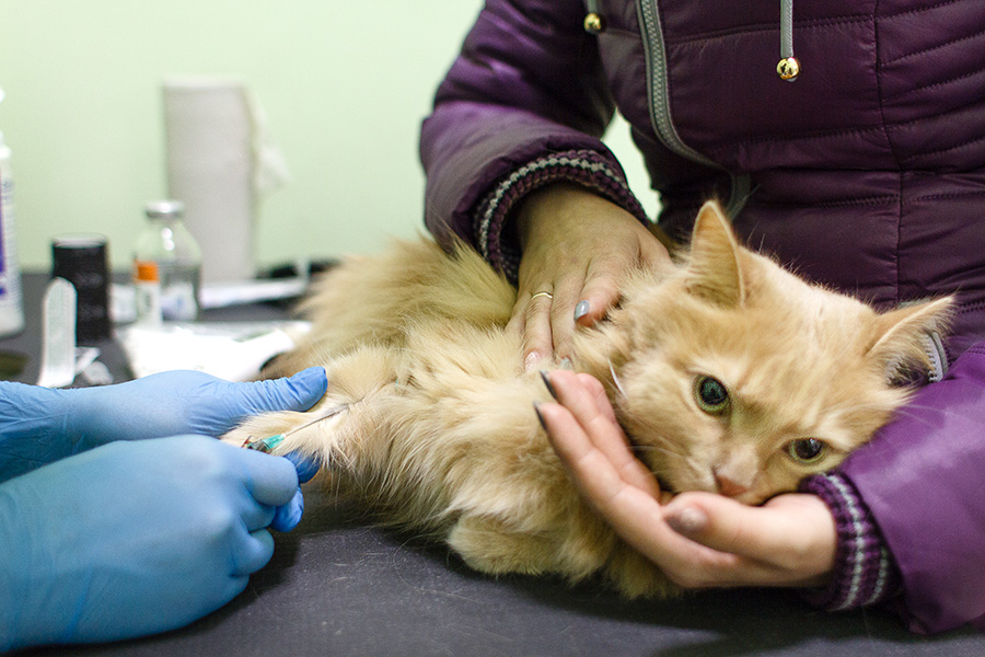 Сколько стоит переливание крови для кошки