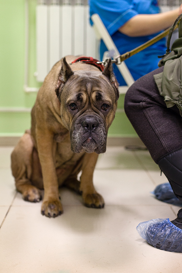 Тест собаке на дисплазию тазобедренных суставов