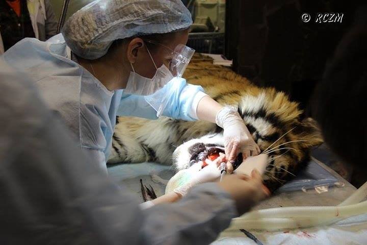 Стоматология для животных в Зеленограде и Солнечногорске, записаться на  приём к ветеринарным стоматологам