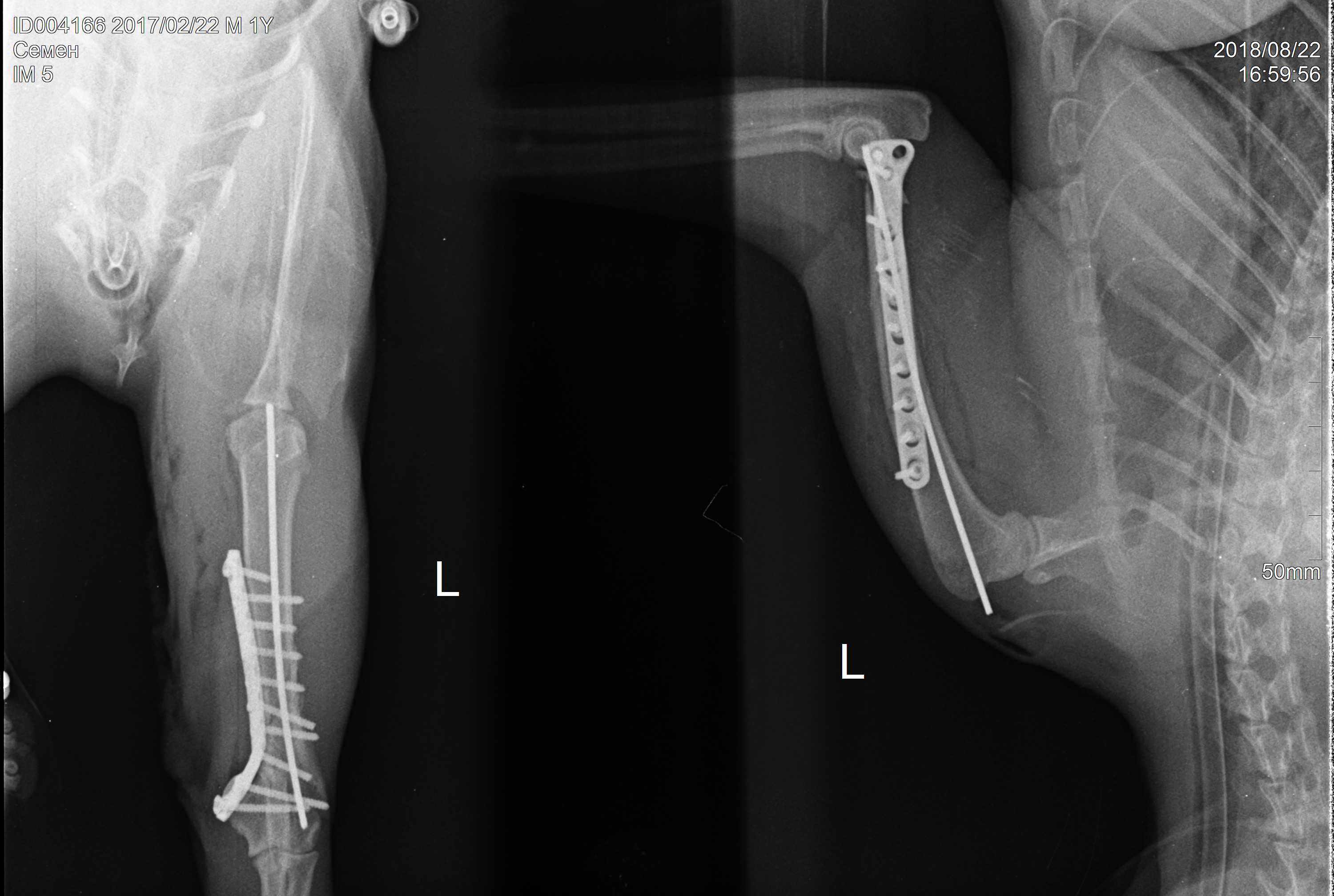 снимок после операции по реконструкции перелома у кота