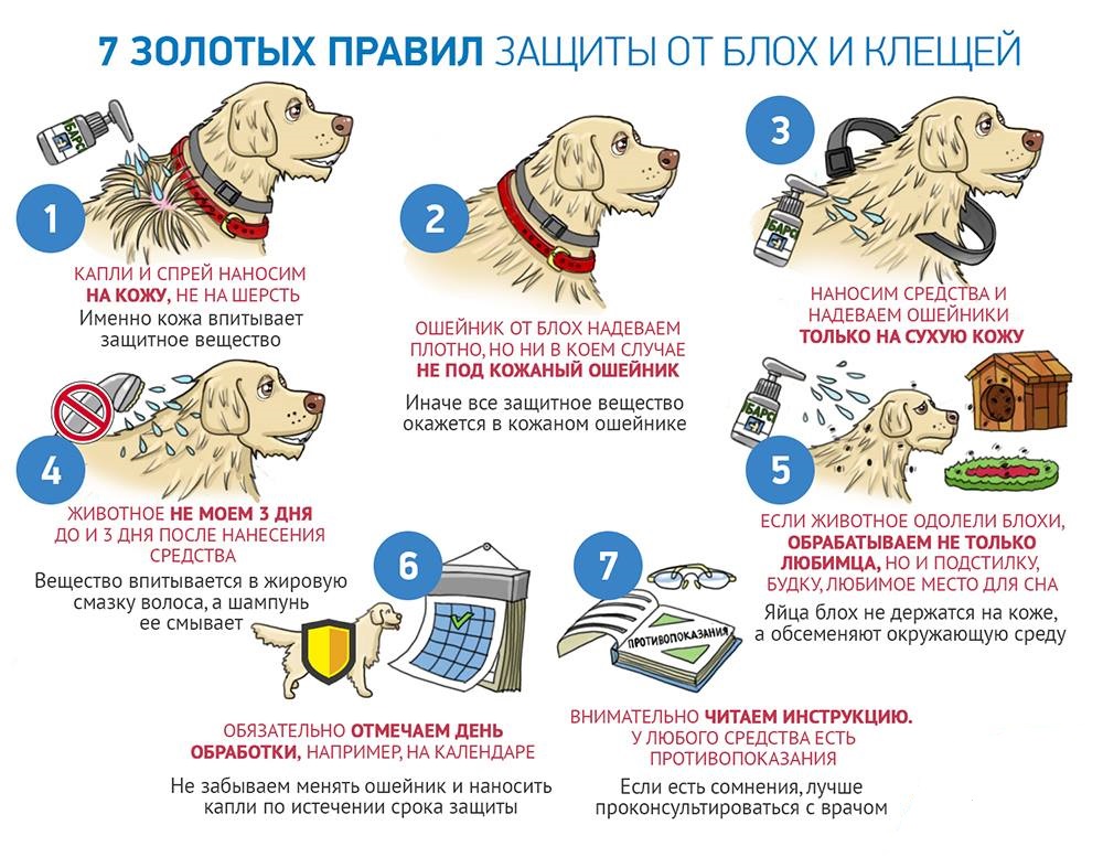 7 правил защиты собак от клещей