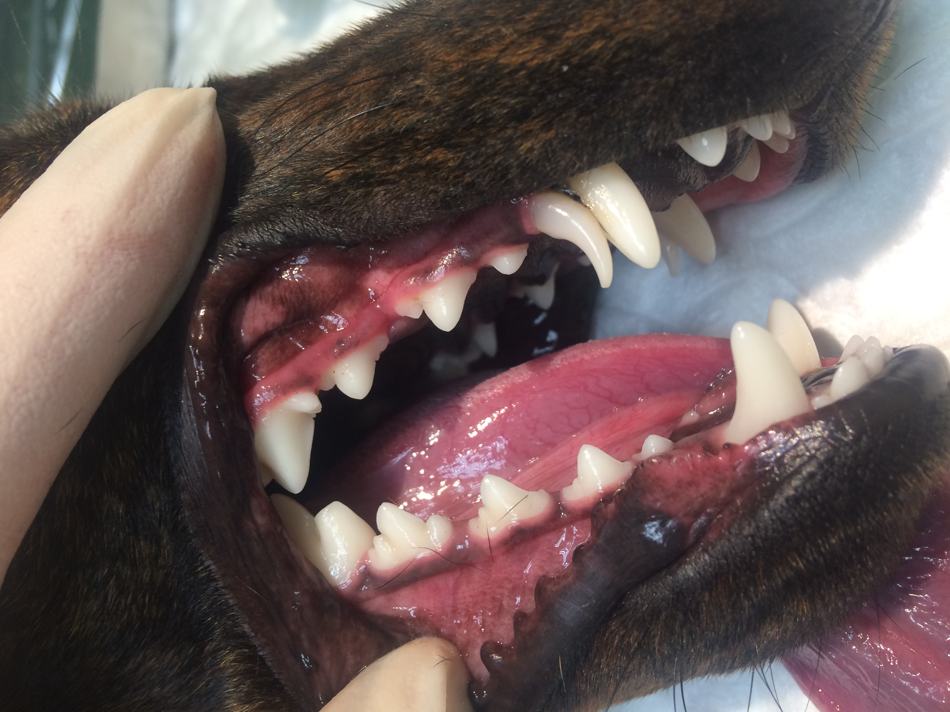 Смена зубов у собак йорки в каком возрасте