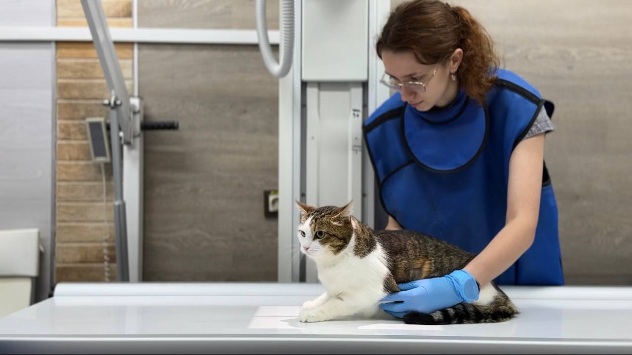 Открыта вакансия ассистента ветеринарного врача клинки Раденис