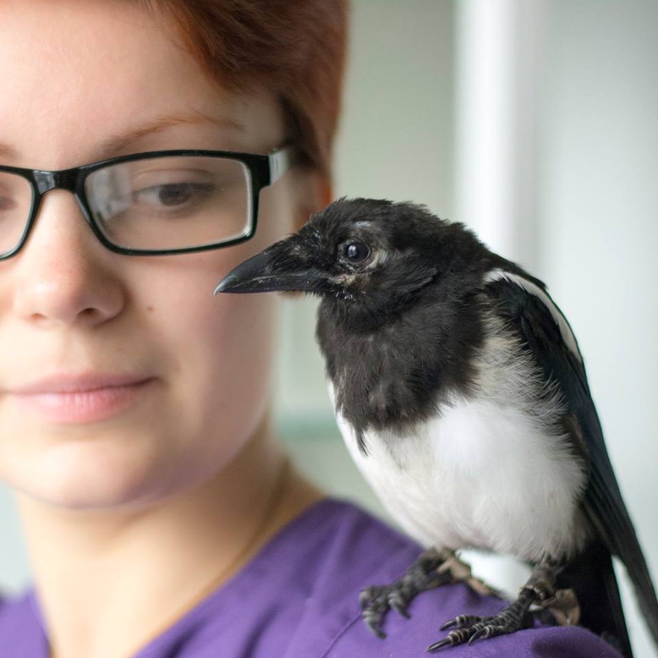 Орнитология для птиц в Зеленограде и Солнечногорске, записаться на приём к  ветеринарным орнитологам